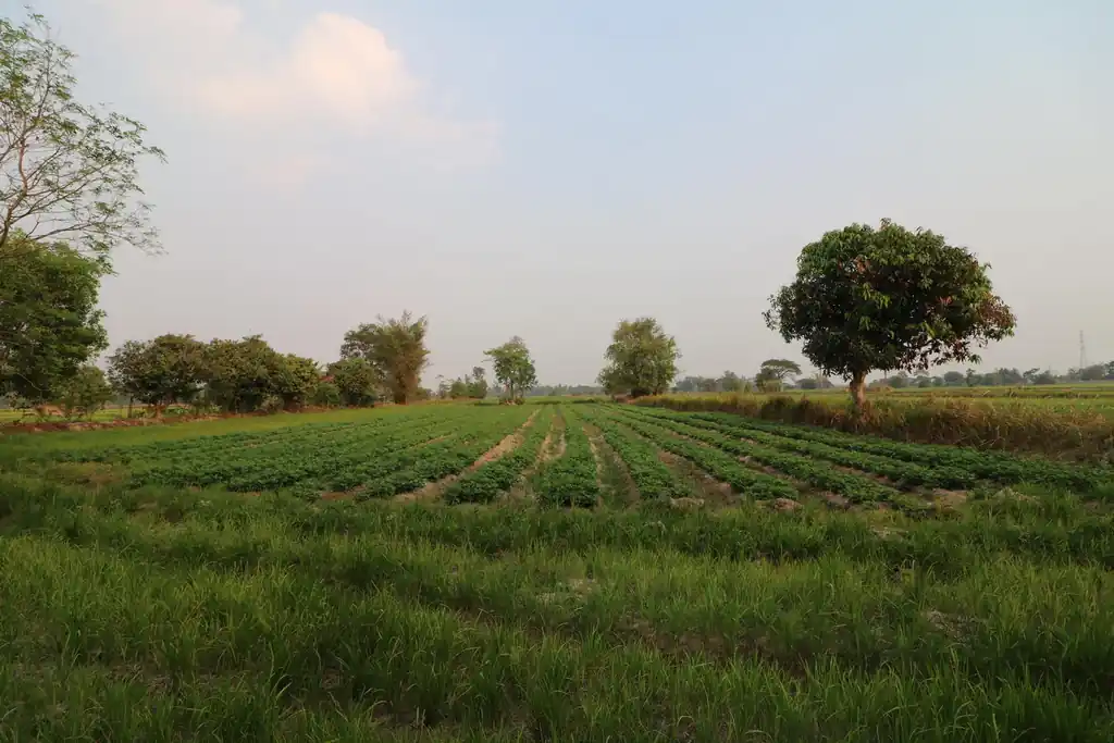 8+ rai of irrigated farmland for sale in Phang Khwang, Sakon Nakhon, photo 2