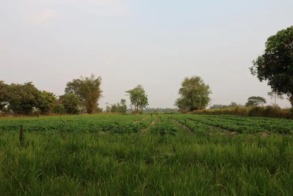 8+ rai of irrigated farmland for sale in Phang Khwang, Sakon Nakhon, photo 3