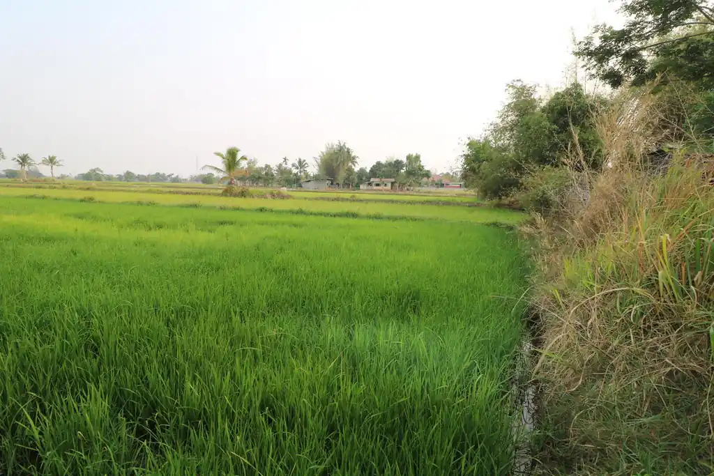 8+ rai of irrigated farmland for sale in Phang Khwang, Sakon Nakhon, photo 7