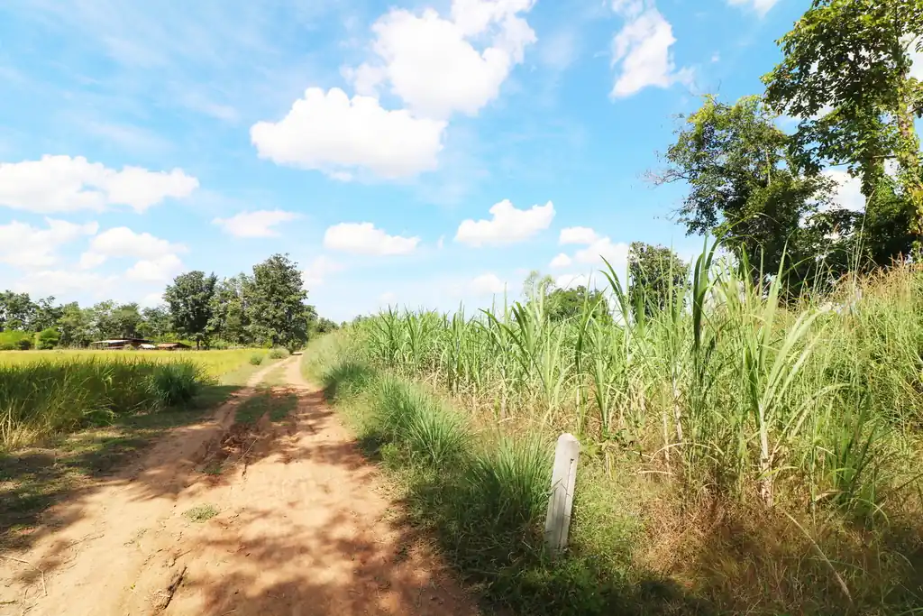 36 rai of fertile farmland for sale near Nong Bua Lam Phu, photo 11