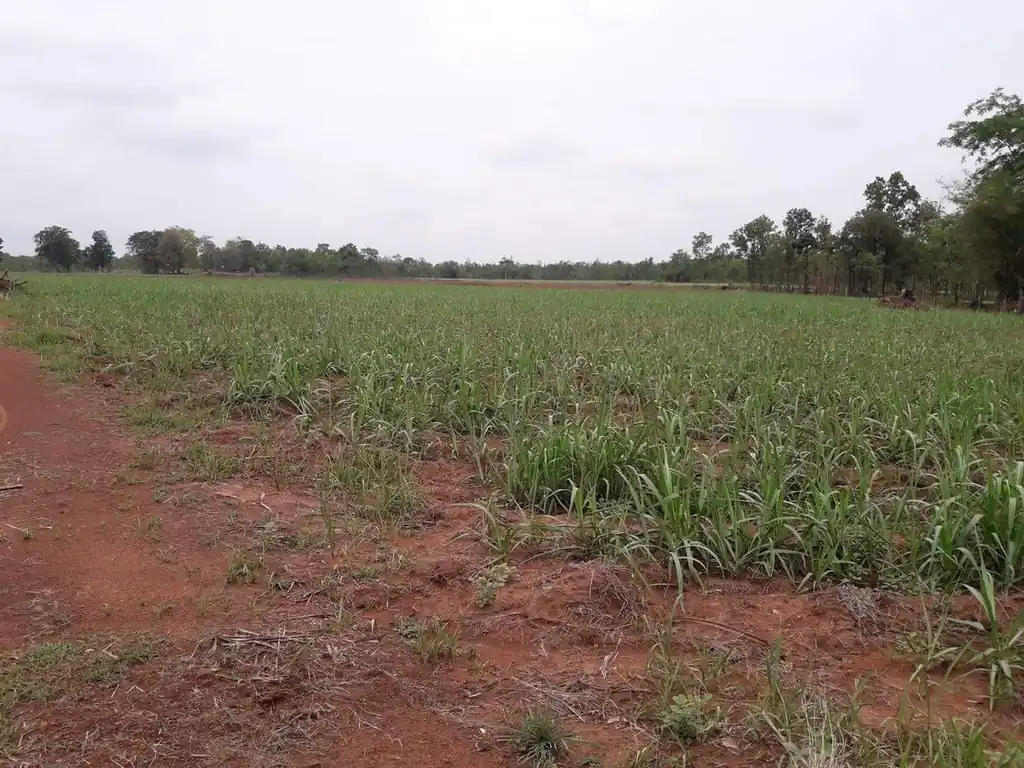 36 rai of fertile farmland for sale near Nong Bua Lam Phu, photo 15