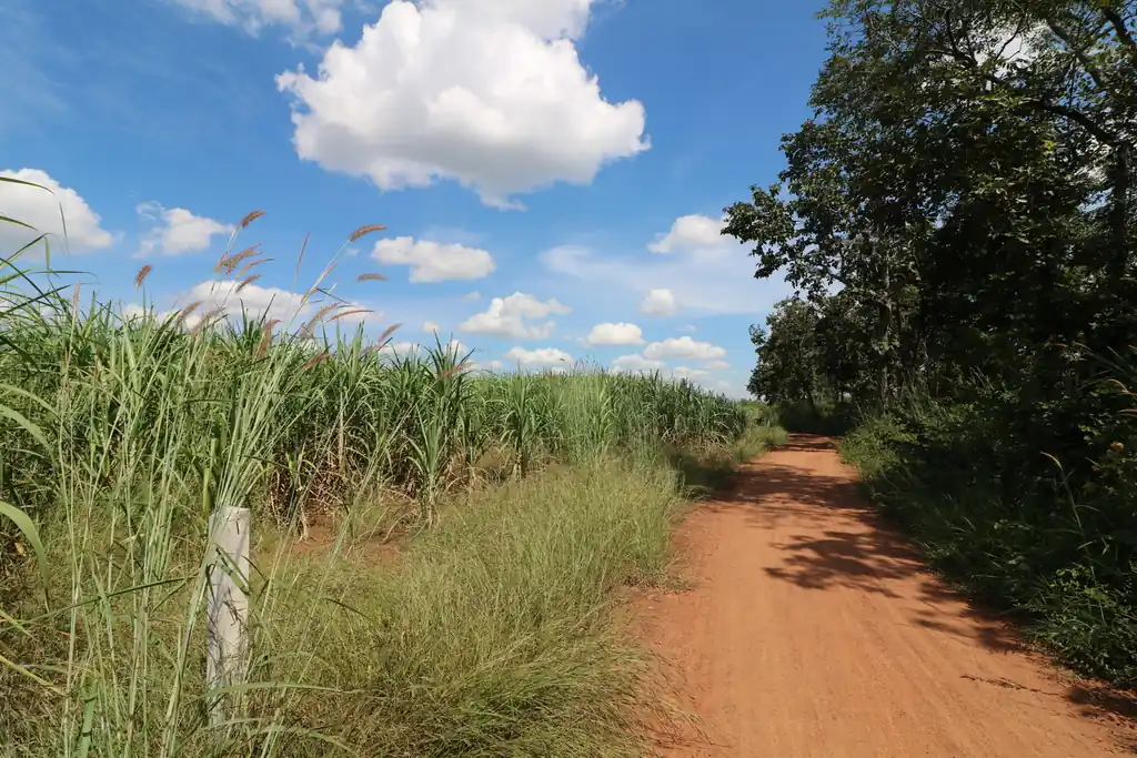36 rai of fertile farmland for sale near Nong Bua Lam Phu, photo 9