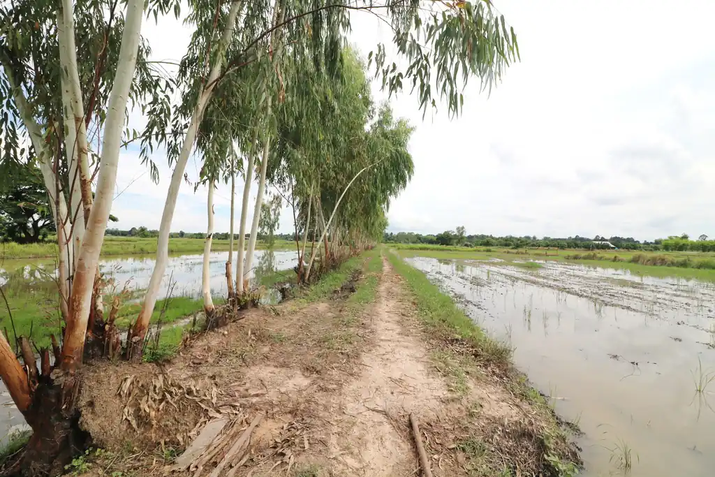 5+ rai of land for sale in Ban Tat, Udon Thani, photo 11