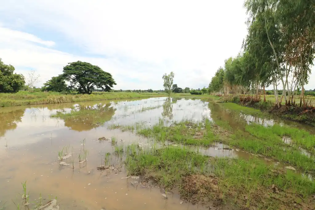 5+ rai of land for sale in Ban Tat, Udon Thani, photo 13