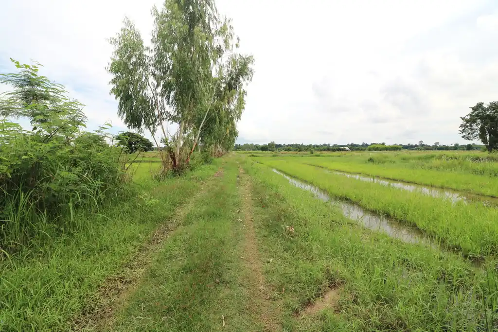 5+ rai of land for sale in Ban Tat, Udon Thani, photo 6