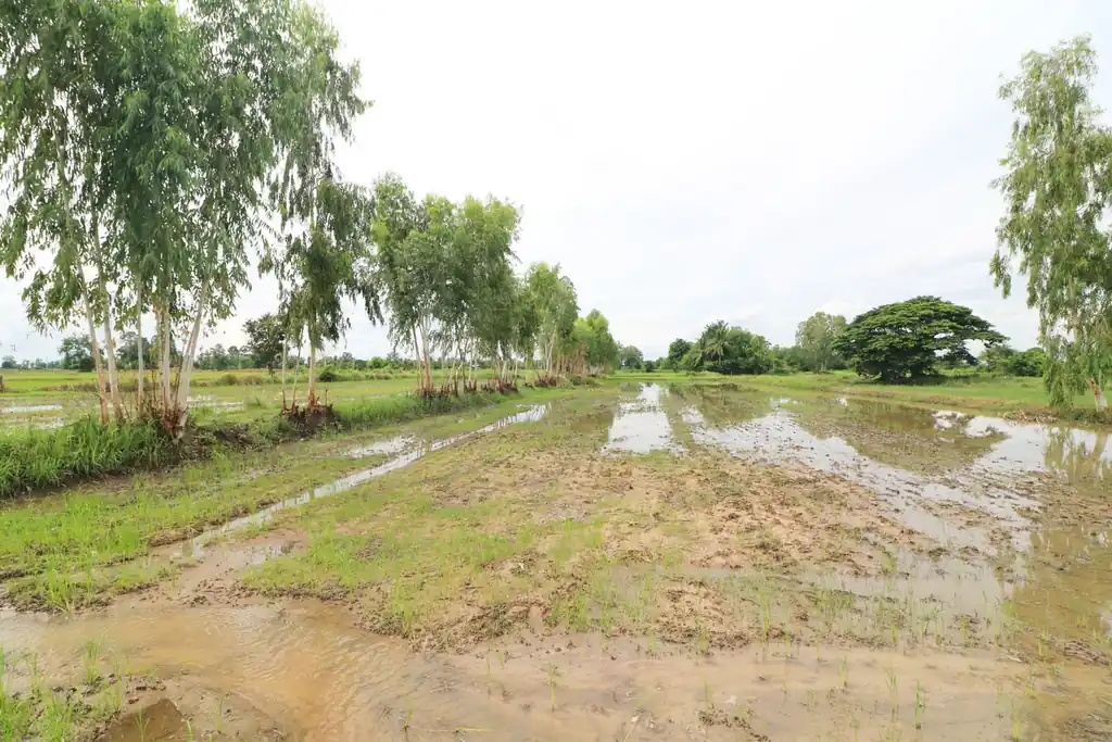 5+ rai of land for sale in Ban Tat, Udon Thani, photo 8
