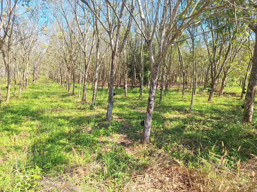 3.69 rai home site with rubber trees for sale near Nong Wua So, Udon Thani, photo 11
