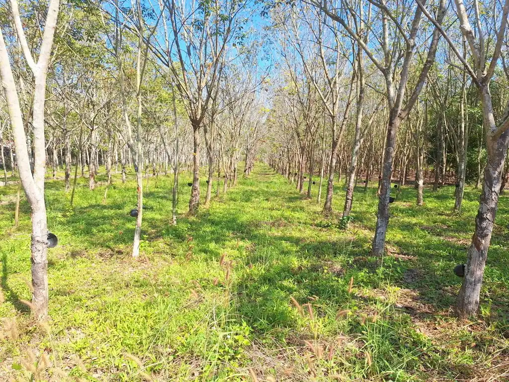 3.69 rai home site with rubber trees for sale near Nong Wua So, Udon Thani, photo 12