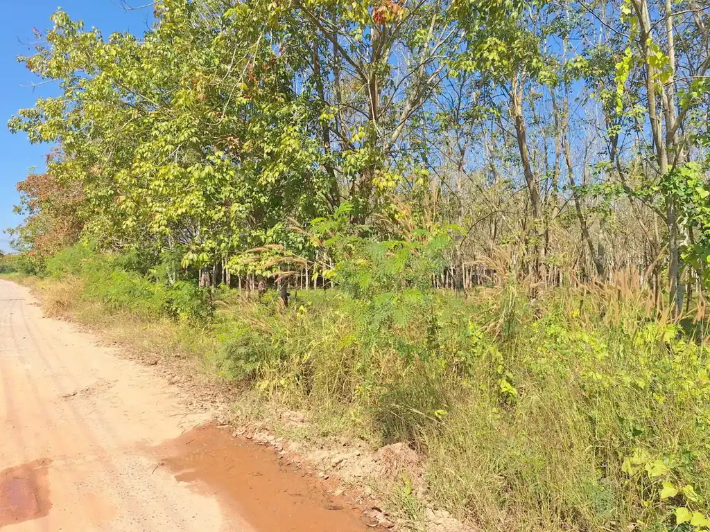 3.69 rai home site with rubber trees for sale near Nong Wua So, Udon Thani, photo 8