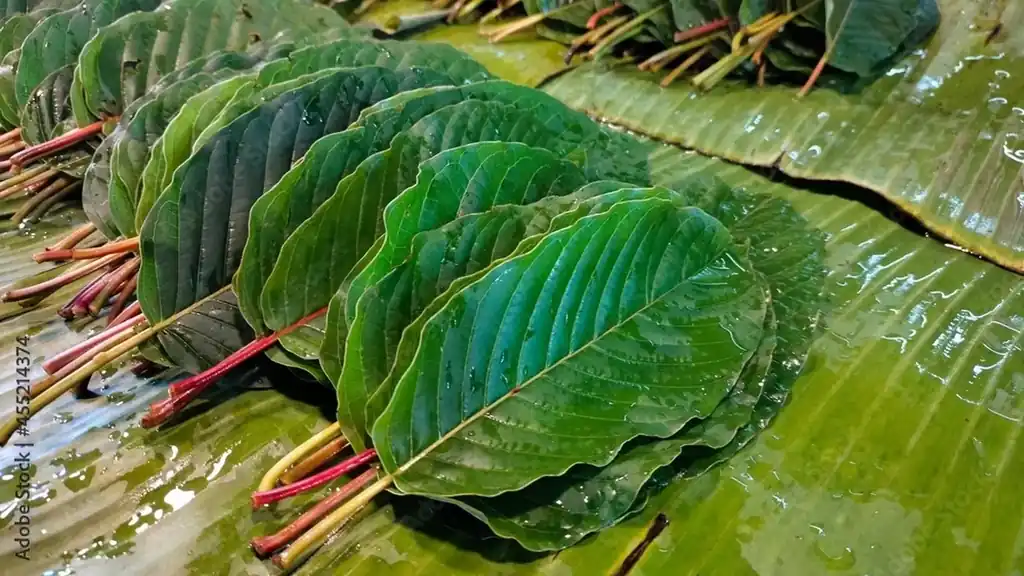 Kratom plantation with residence for sale – 25 rai agricultural business in Nong Bua Lam Phu, photo 14