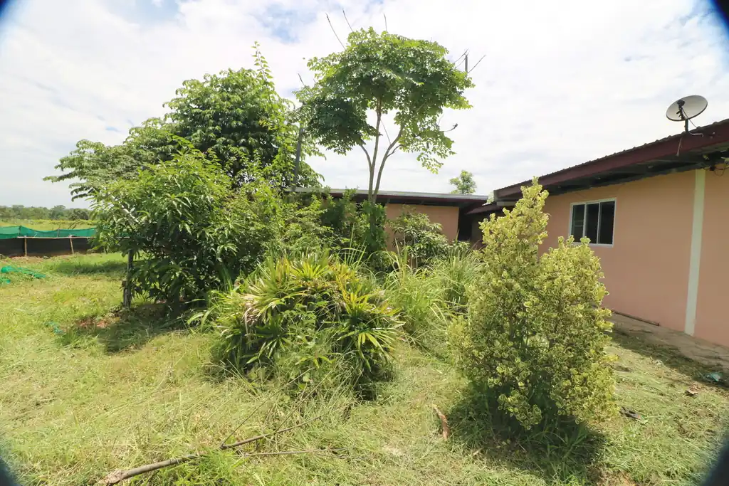Kratom plantation with residence for sale – 25 rai agricultural business in Nong Bua Lam Phu, photo 18