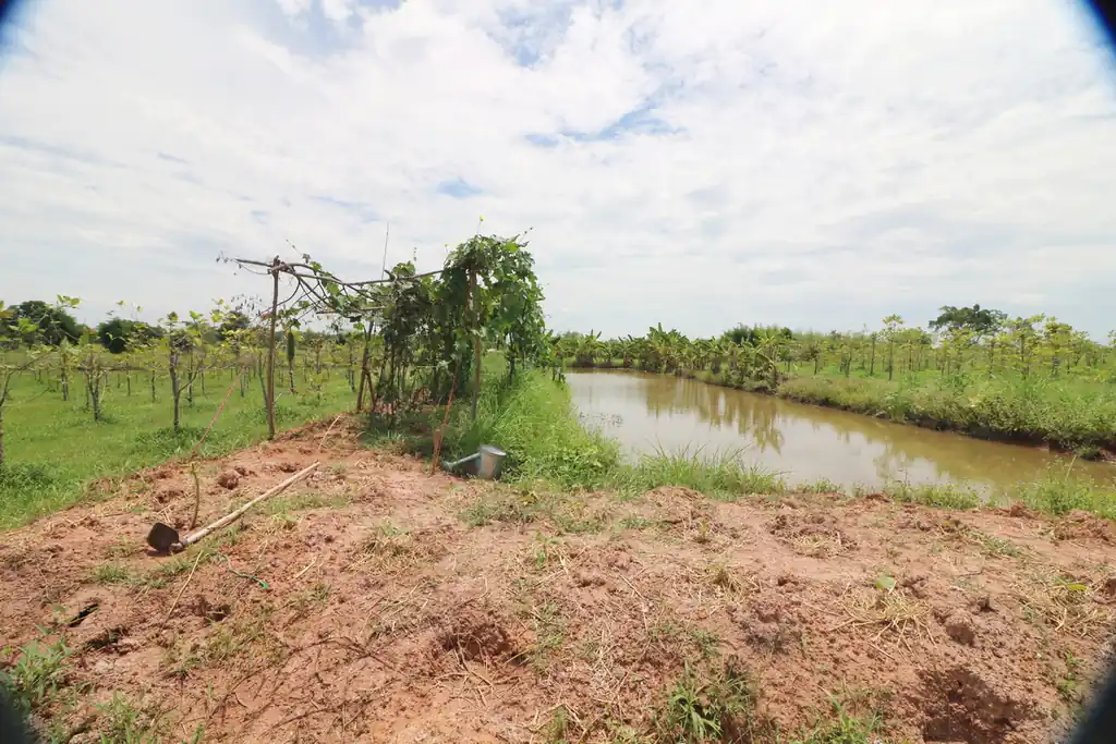 Kratom plantation with residence for sale – 25 rai agricultural business in Nong Bua Lam Phu, photo 23