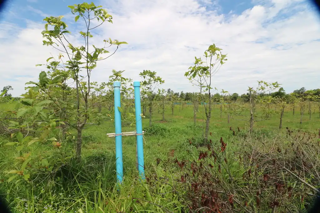 Kratom plantation with residence for sale – 25 rai agricultural business in Nong Bua Lam Phu, photo 24