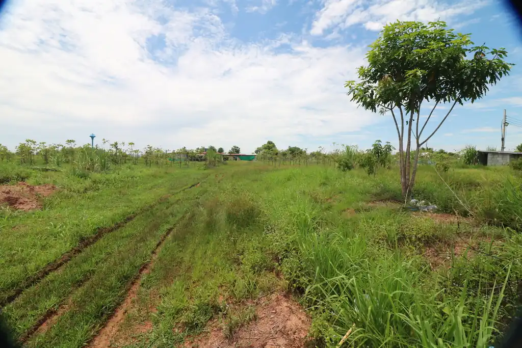 Kratom plantation with residence for sale – 25 rai agricultural business in Nong Bua Lam Phu, photo 25