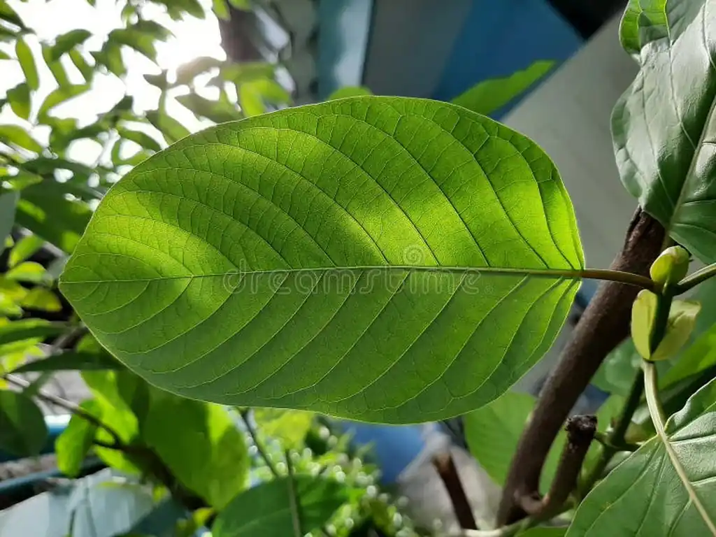 Kratom plantation with residence for sale – 25 rai agricultural business in Nong Bua Lam Phu, photo 27
