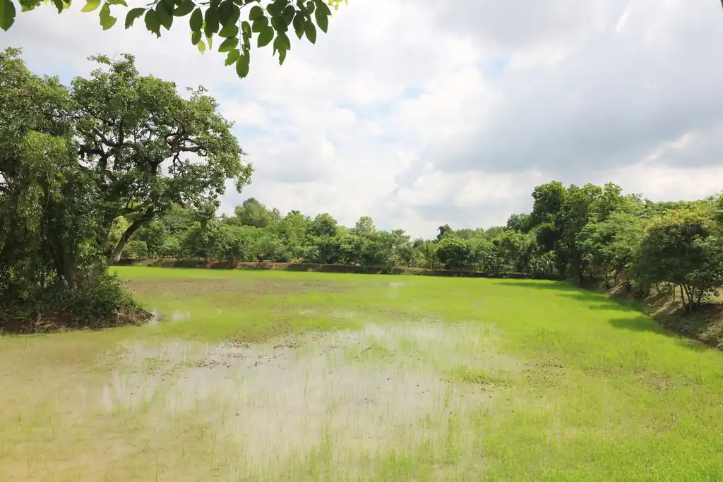 32+ rai of land and homes with rare investment trees for sale in Sakhrai, Nong Khai, photo 10