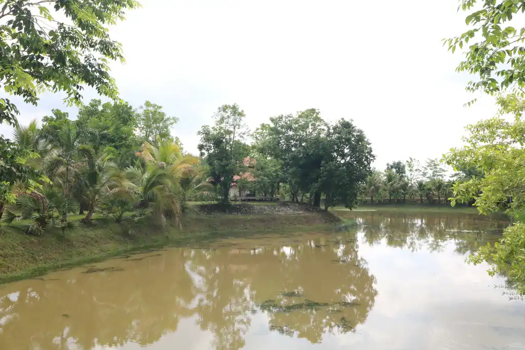 32+ rai of land and homes with rare investment trees for sale in Sakhrai, Nong Khai, photo 12