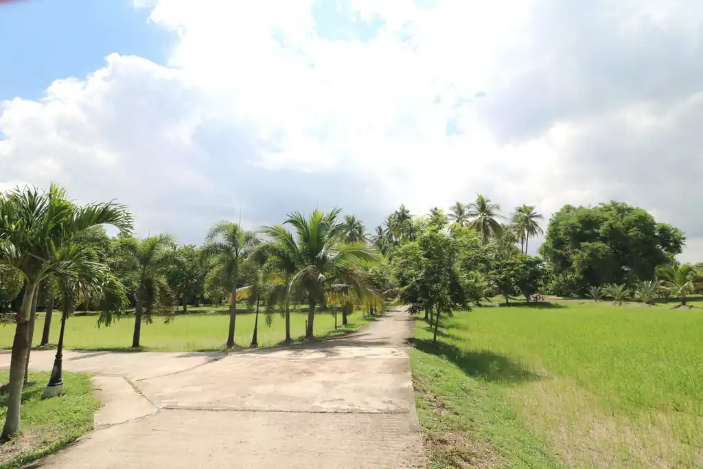32+ rai of land and homes with rare investment trees for sale in Sakhrai, Nong Khai, photo 3