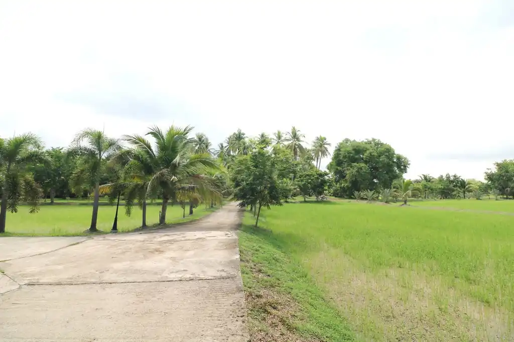 32+ rai of land and homes with rare investment trees for sale in Sakhrai, Nong Khai, photo 4