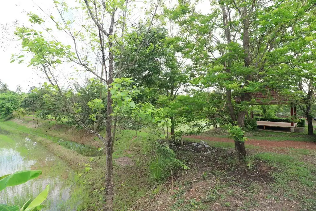 32+ rai of land and homes with rare investment trees for sale in Sakhrai, Nong Khai, photo 5