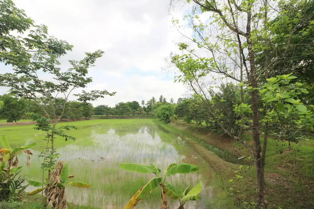 32+ rai of land and homes with rare investment trees for sale in Sakhrai, Nong Khai, photo 6