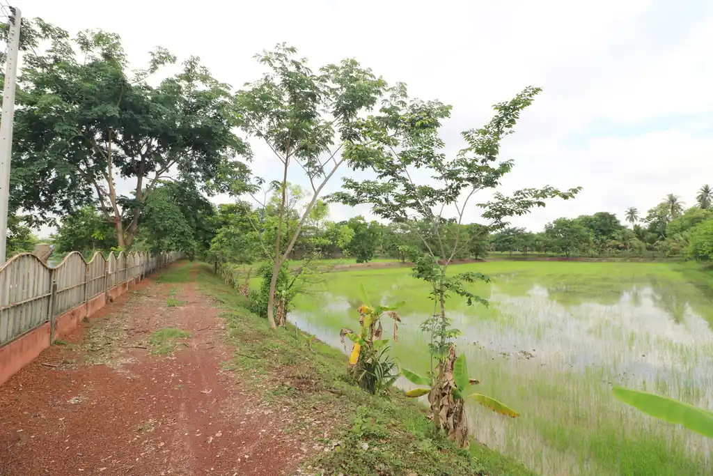 32+ rai of land and homes with rare investment trees for sale in Sakhrai, Nong Khai, photo 7