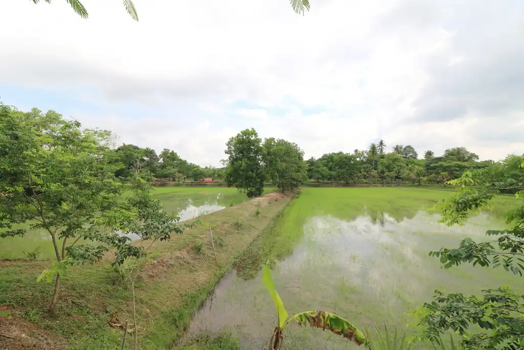 32+ rai of land and homes with rare investment trees for sale in Sakhrai, Nong Khai, photo 8