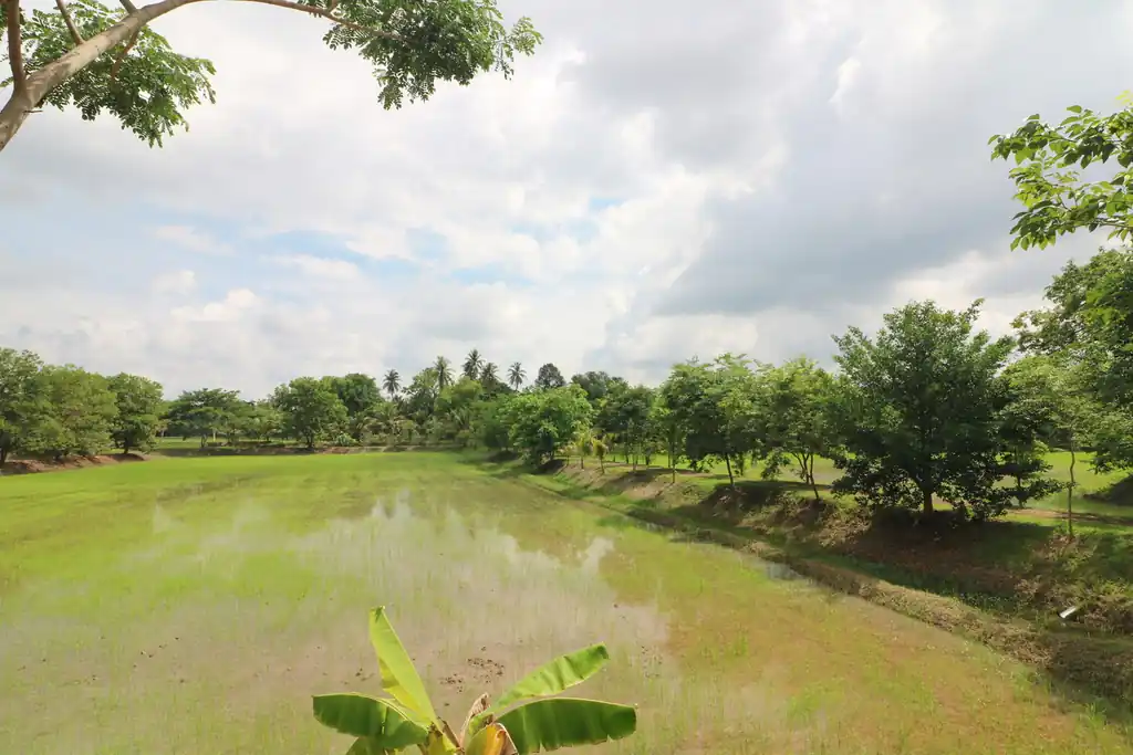 32+ rai of land and homes with rare investment trees for sale in Sakhrai, Nong Khai, photo 9